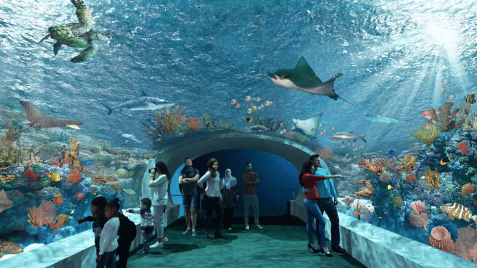 shedd aquarium